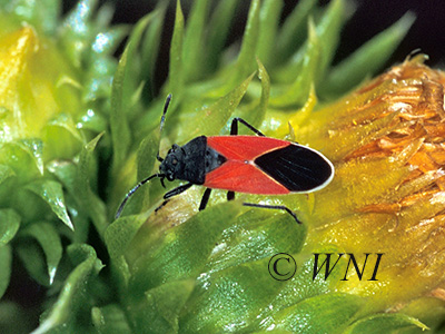 Whitecrossed Seed Bug (Neacoryphus bicrucis)